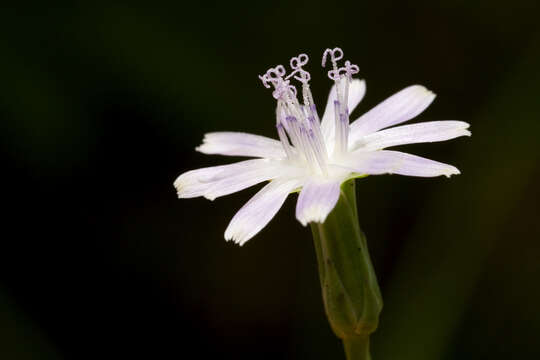 Image of grassleaf lettuce