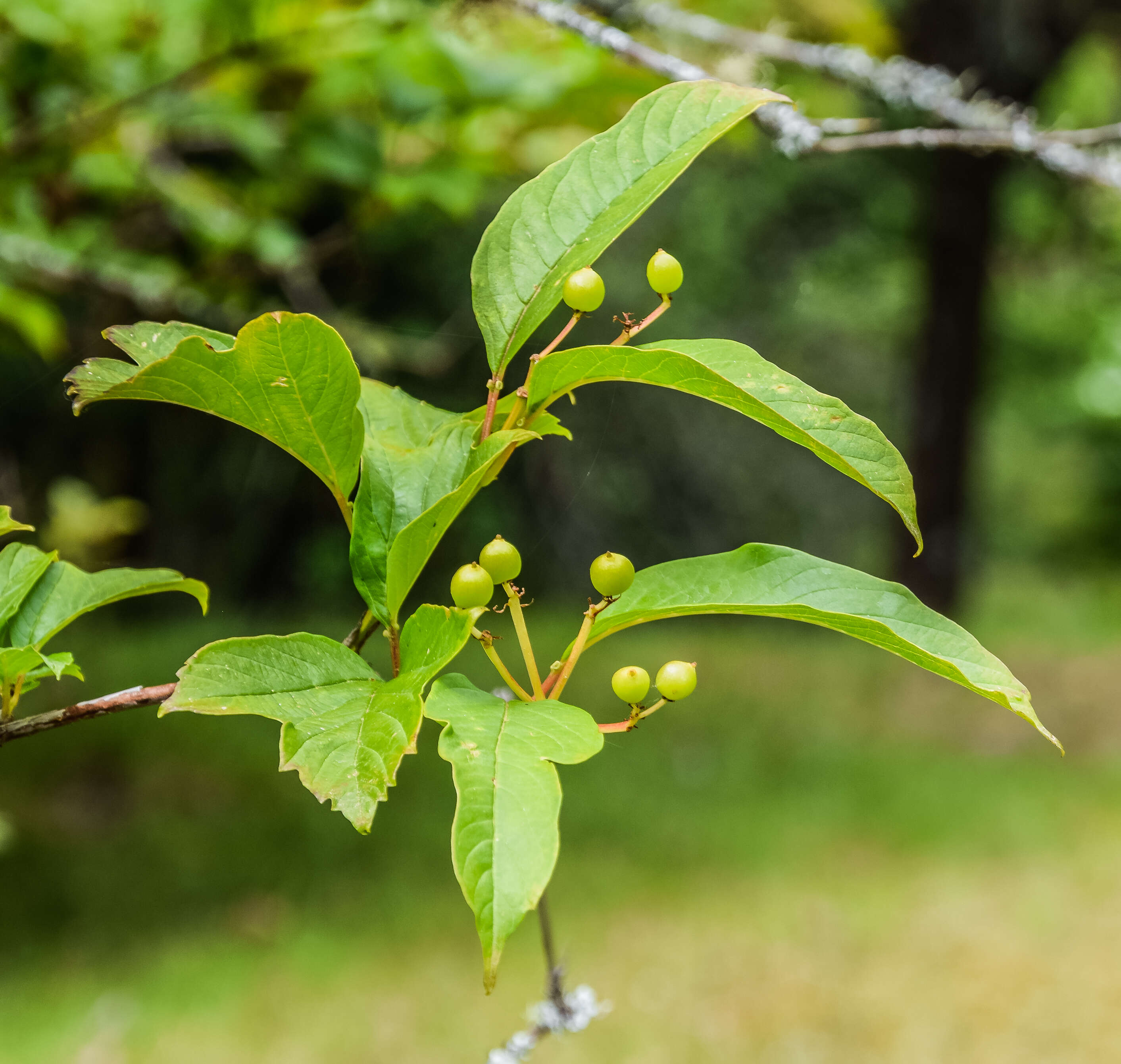 Image of Sargent's Viburnum