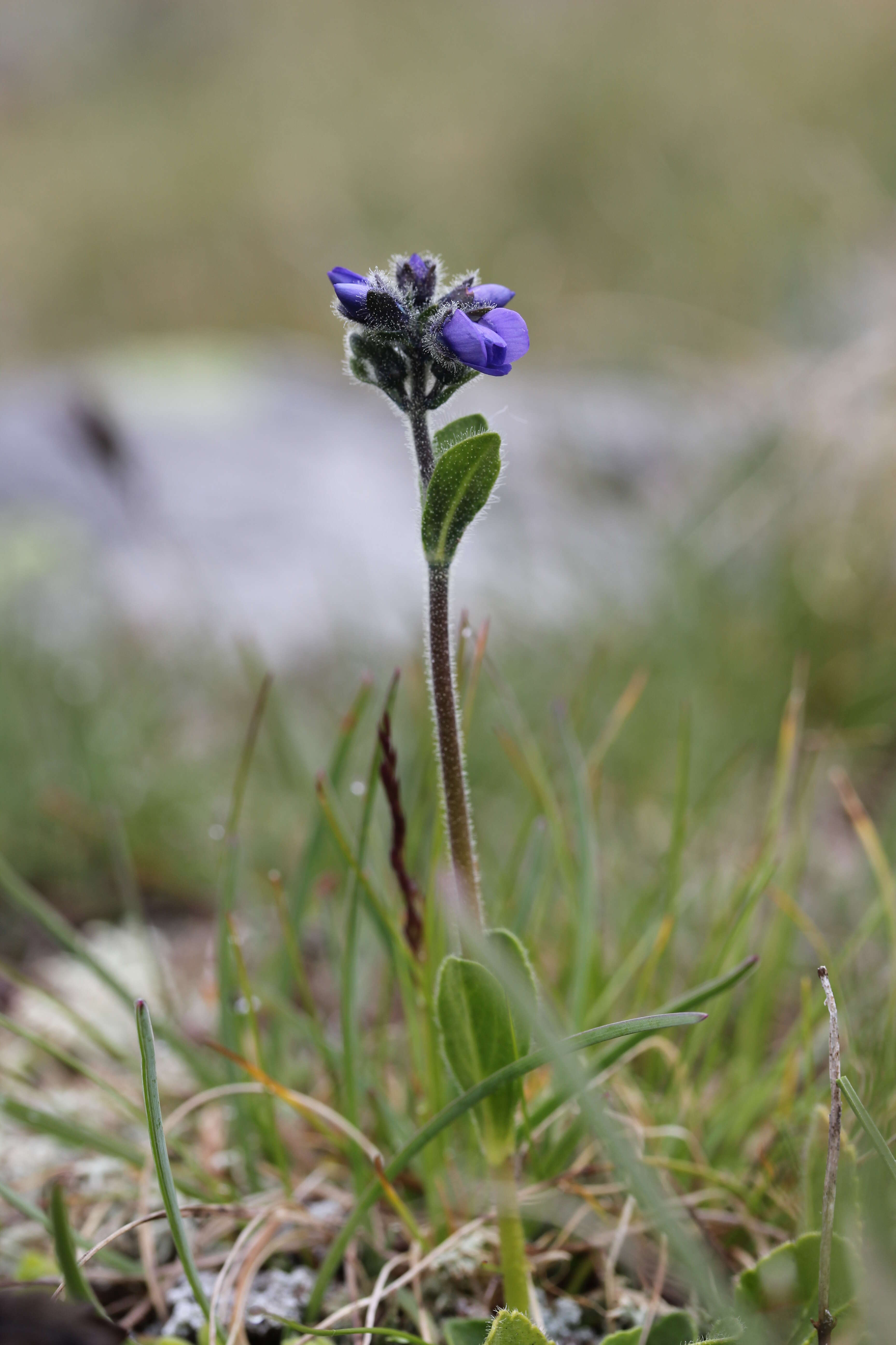 Image of Gänseblümchen-Ehrenpreis