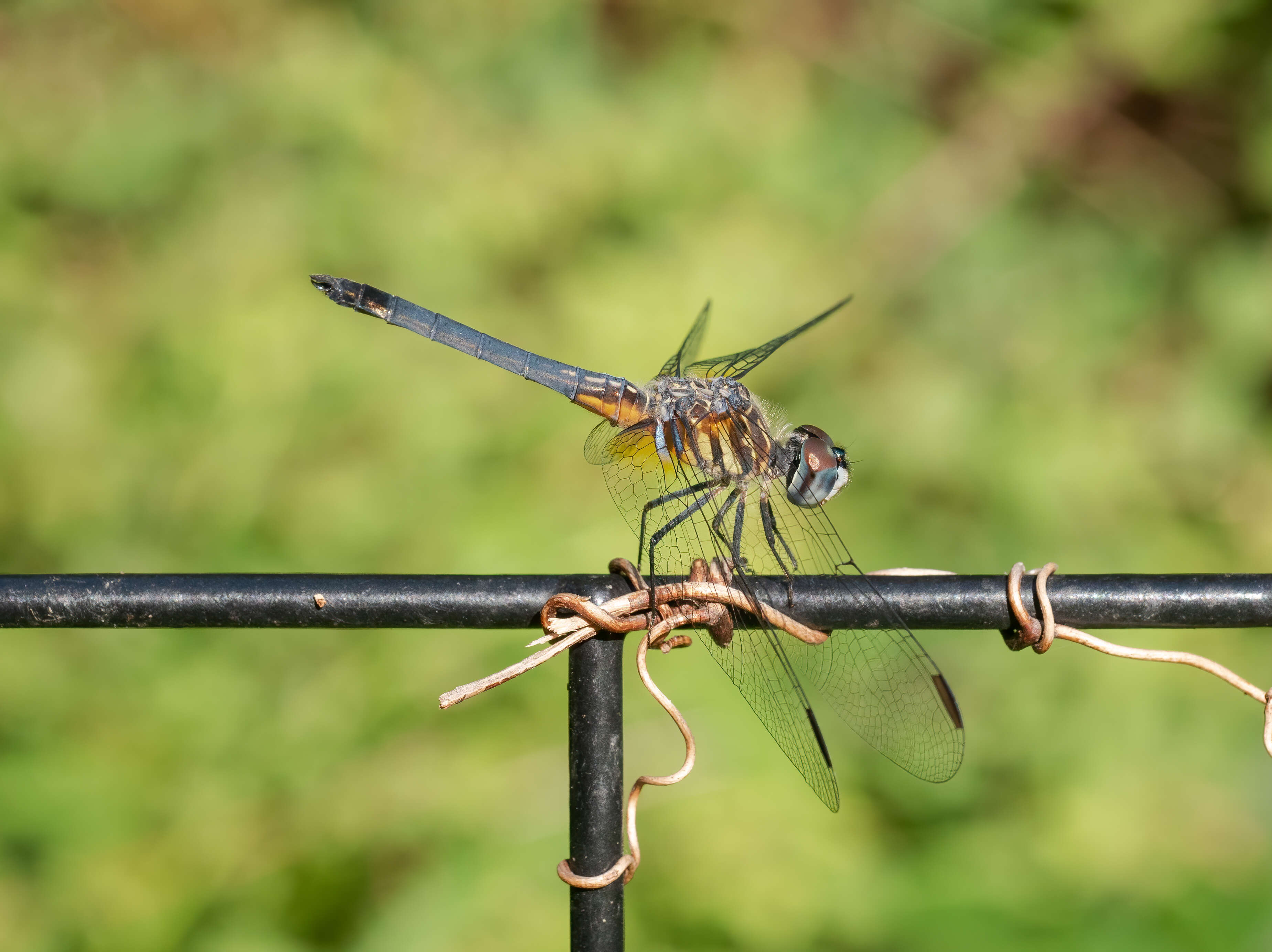 Image of Blue Dasher