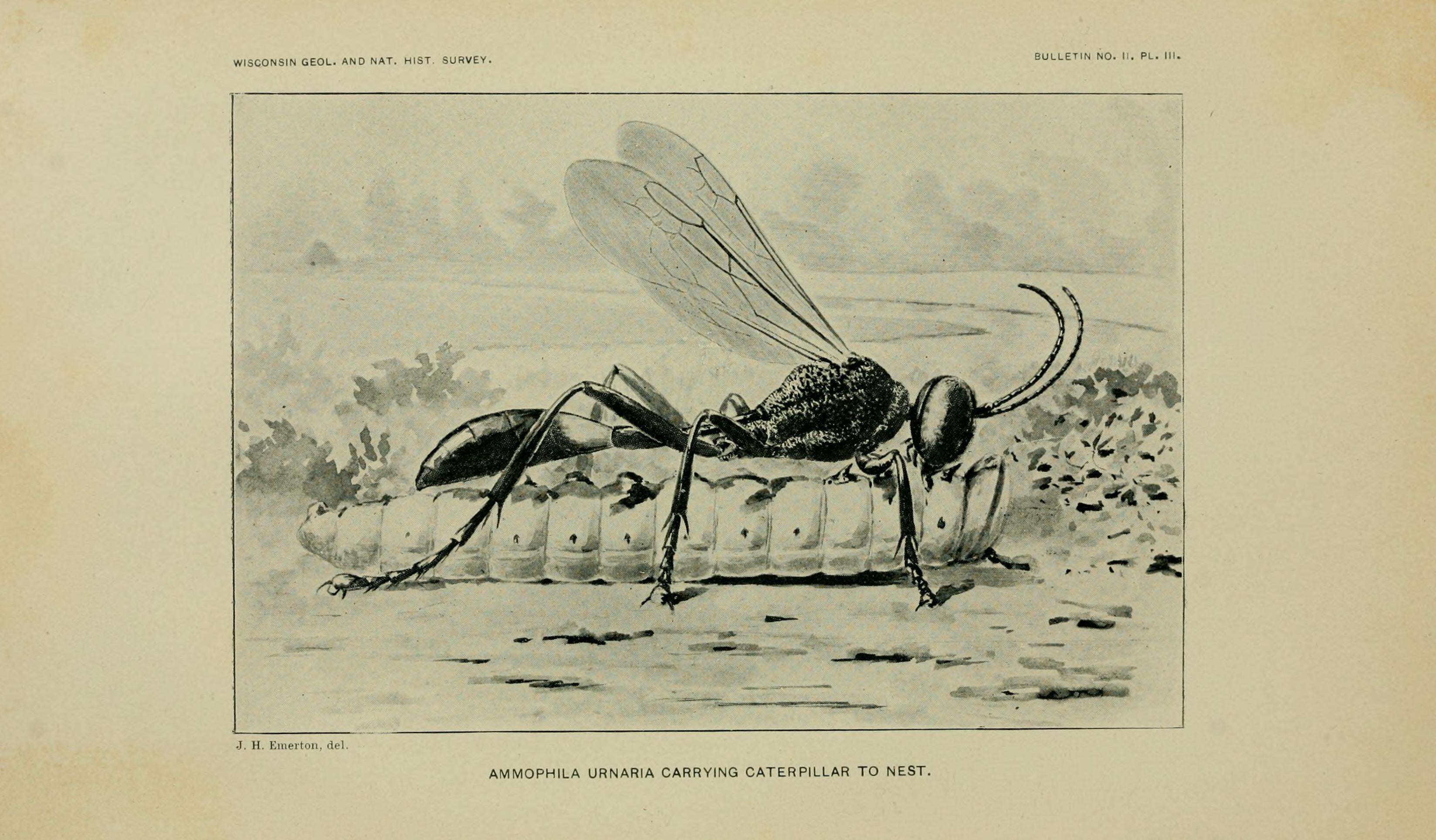 Image de Ammophila urnaria Dahlbom 1843