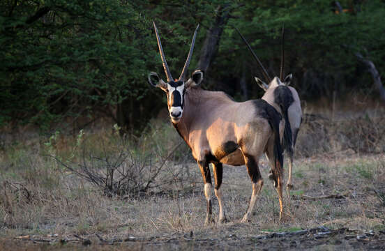 Image of Gemsbok