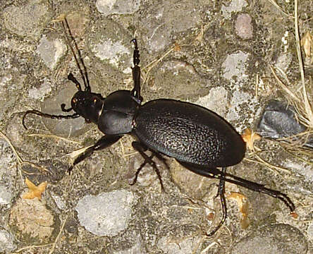 Image of Carabus (Procrustes) coriaceus Linnaeus 1758