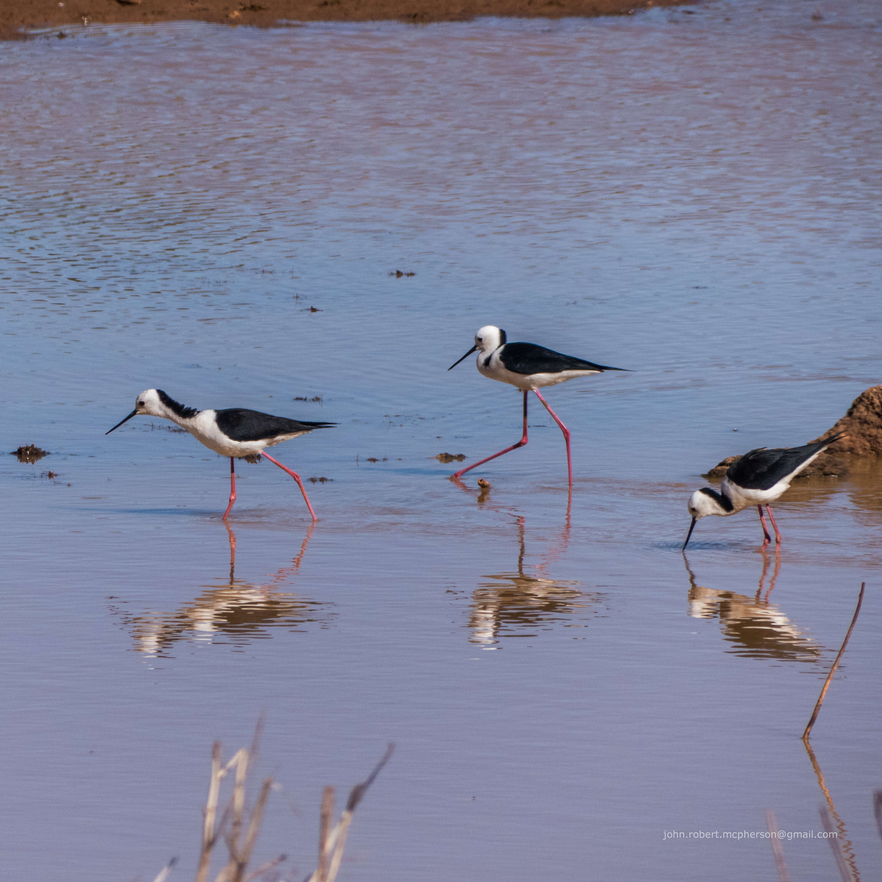 Image of Pied Stilt