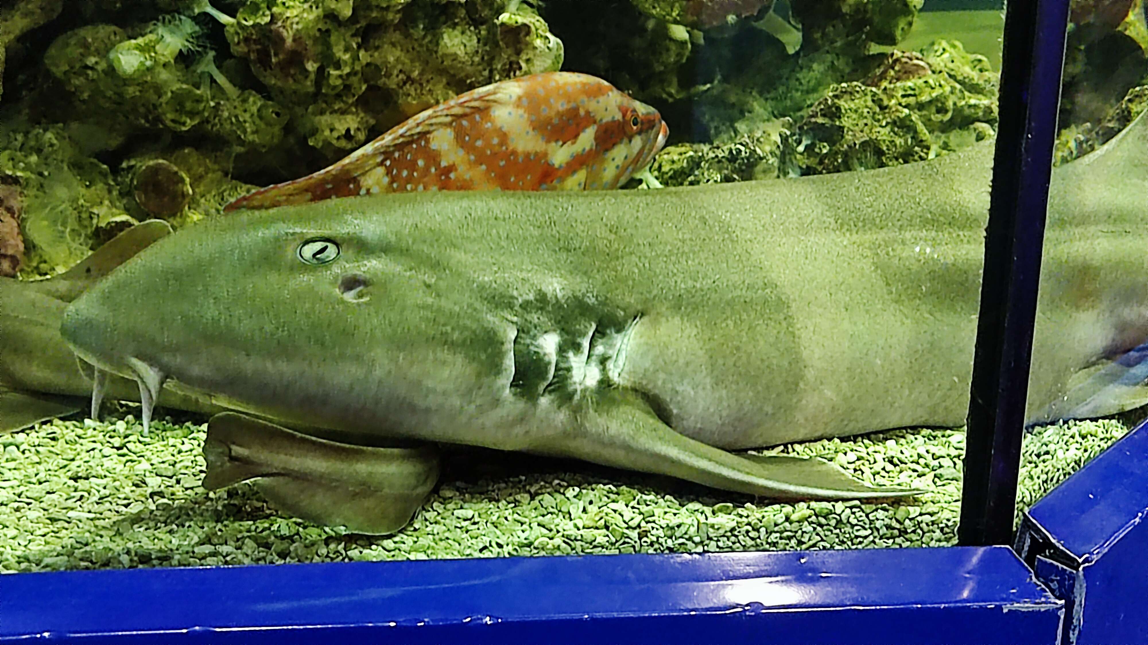 Image of Brownbanded Bamboo Shark