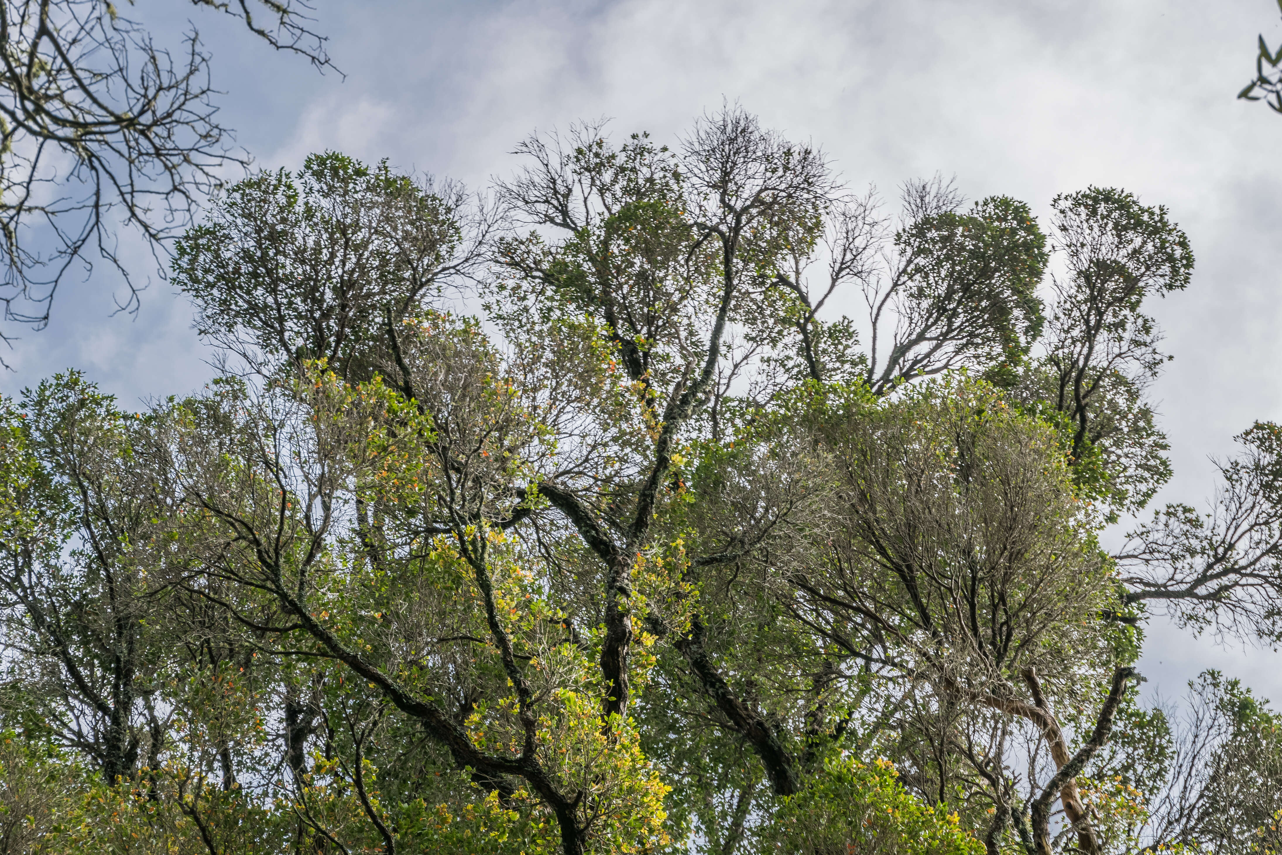 Image de Metrosideros robusta A. Cunn.