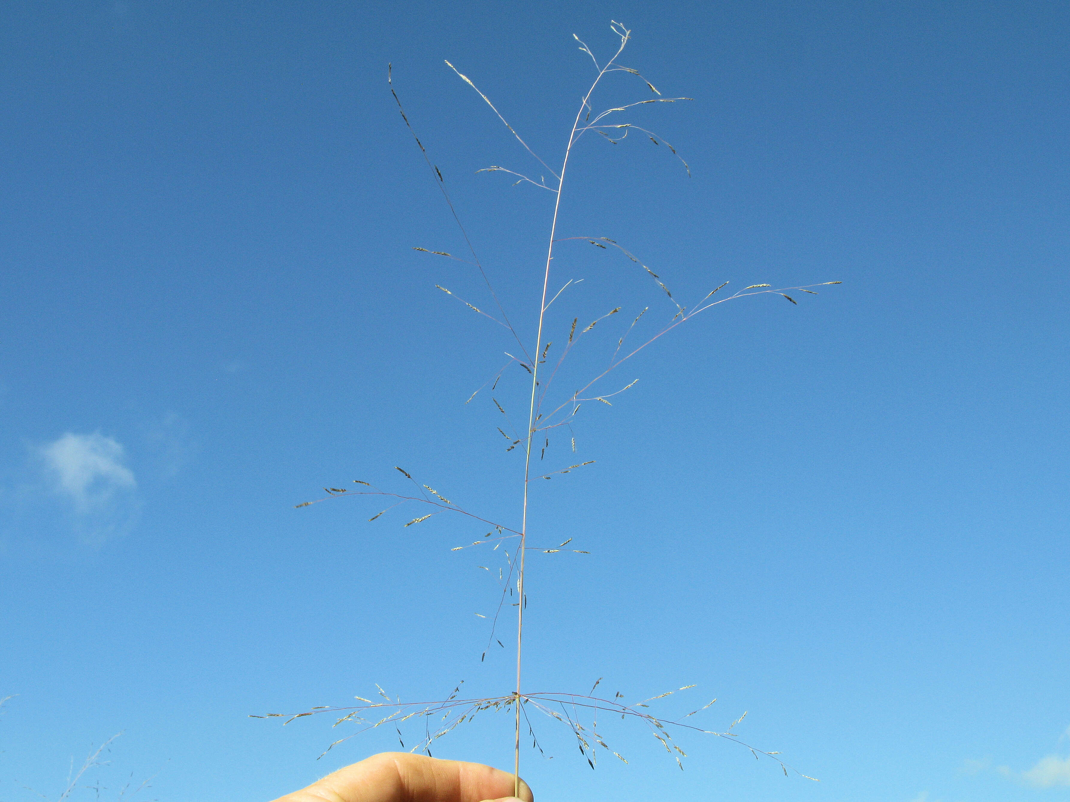 Image of smallflower lovegrass