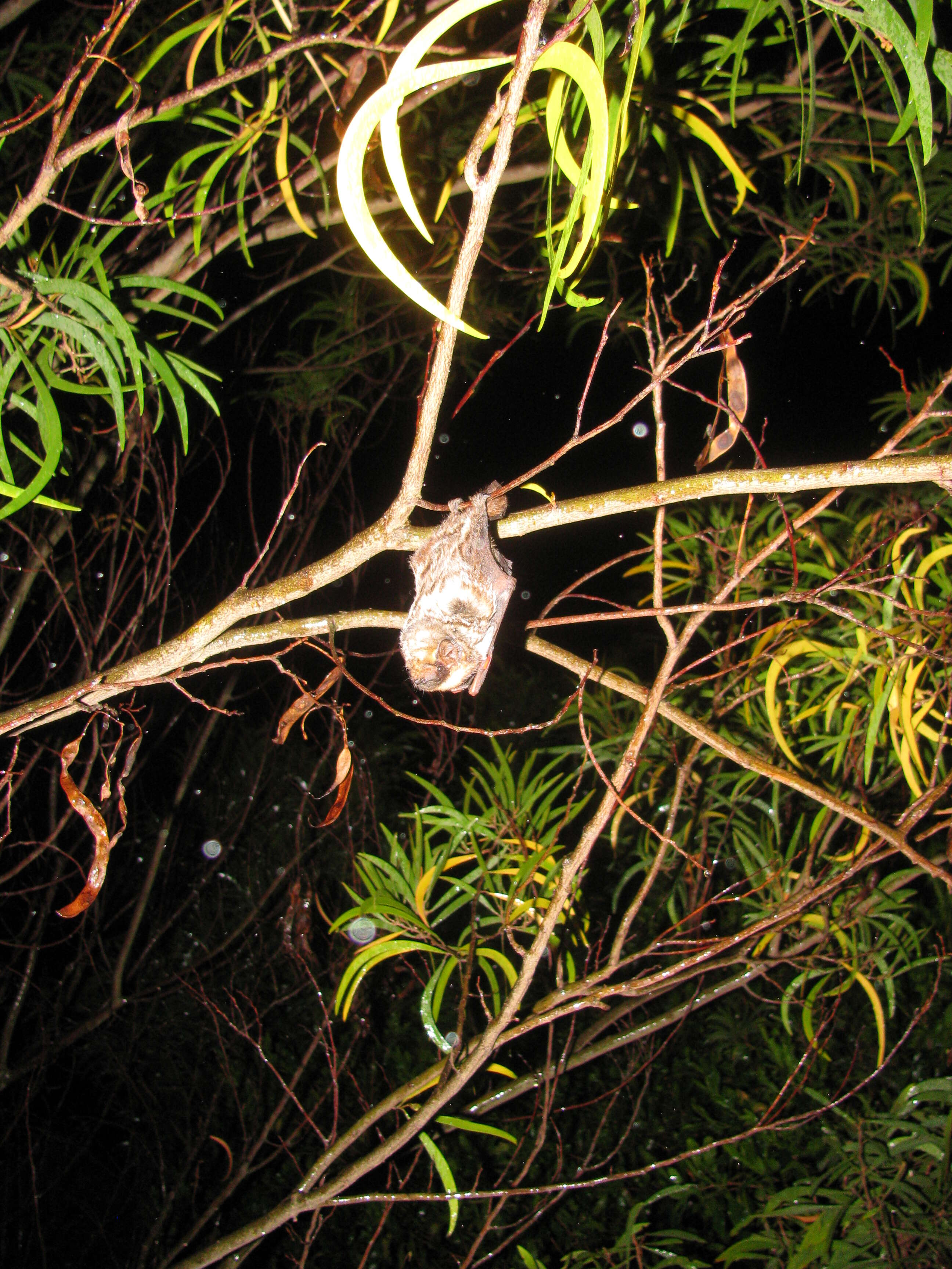 Image of Hawaiian Hoary Bat