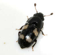 Image of Four-spotted Sap Beetle