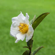 Imagem de Stewartia rostrata Spongberg