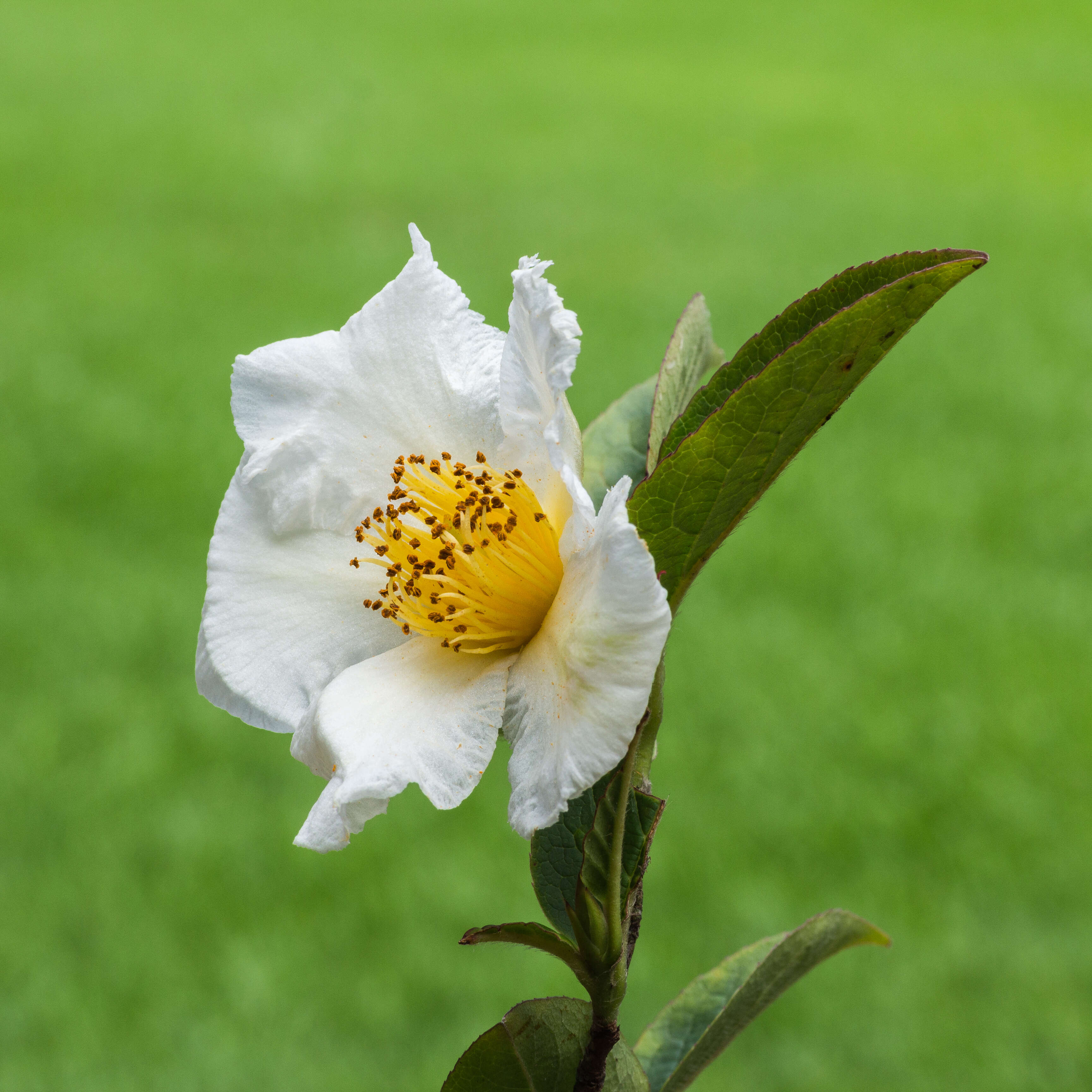 Image of Stewartia rostrata Spongberg