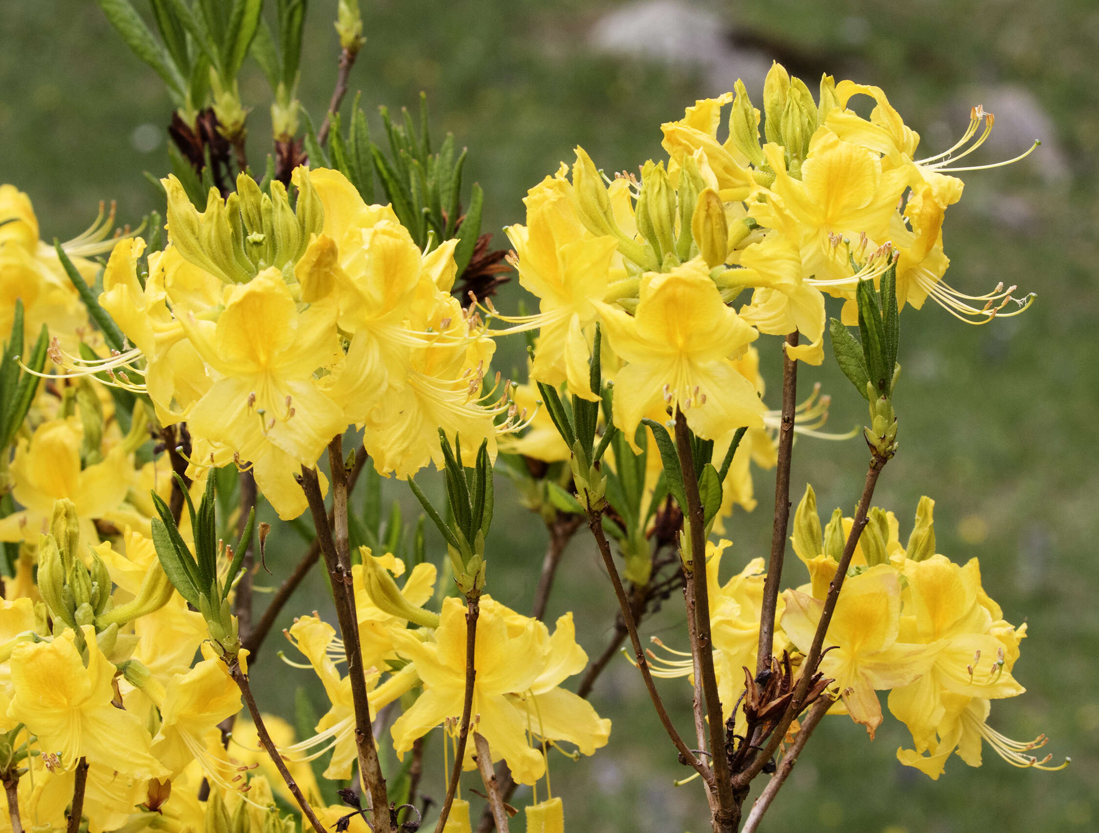 Image of Yellow Azalea