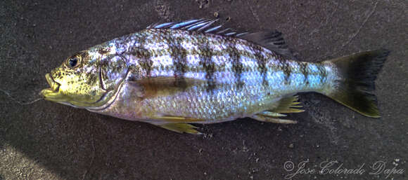 Image of Barred Grunt