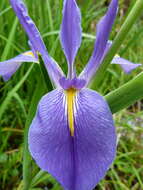 Image of giant blue iris