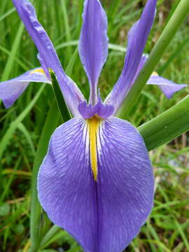 Image of giant blue iris