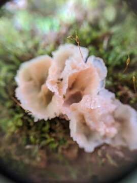 Image of Phlebia tremellosa (Schrad.) Nakasone & Burds. 1984