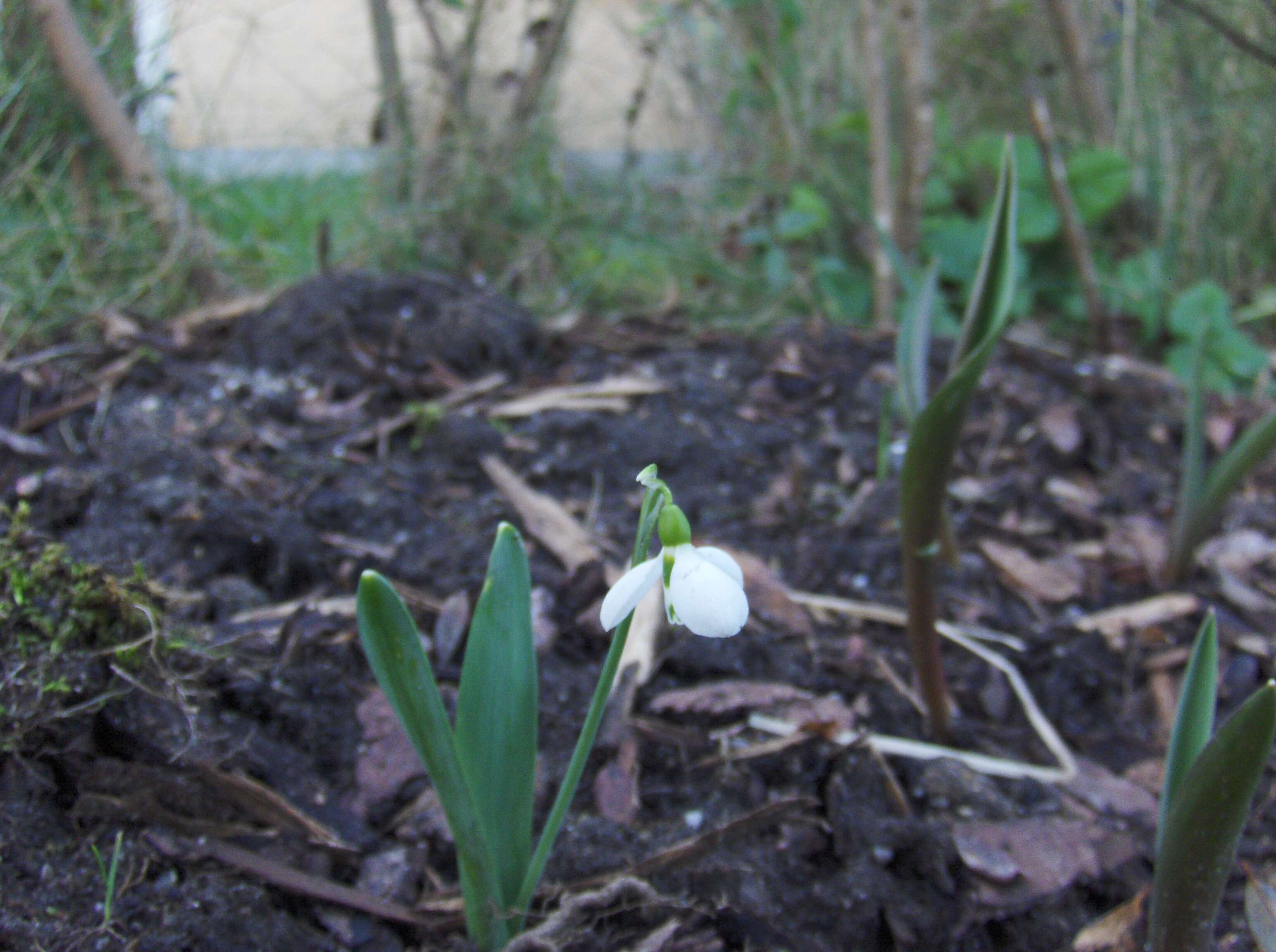 Image of giant snowdrop