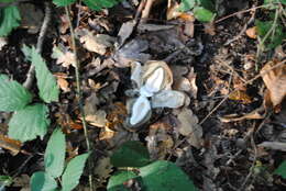 Image of Stinkhorn