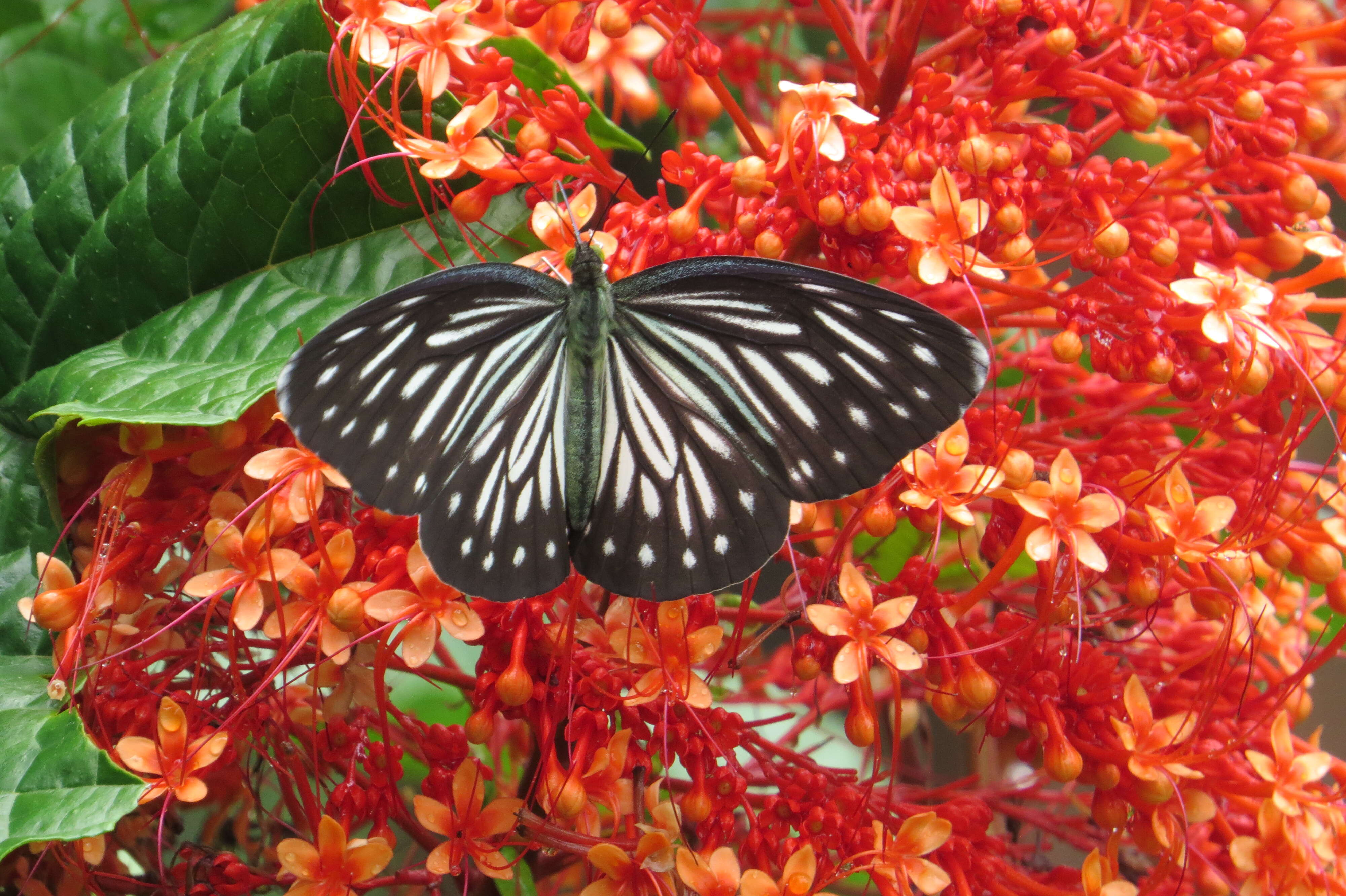 Imagem de Clerodendrum paniculatum L.