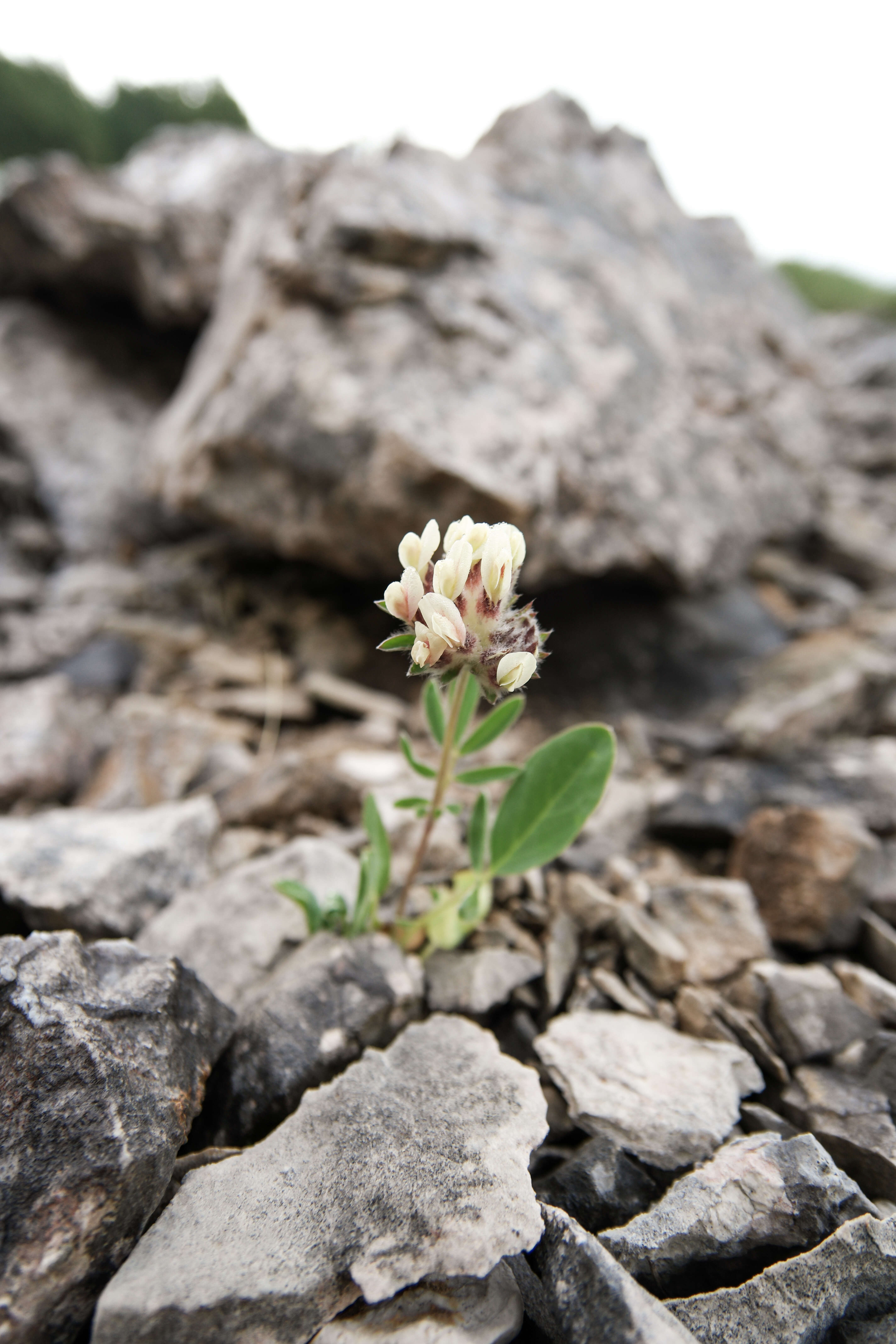 Слика од Anthyllis vulneraria L.