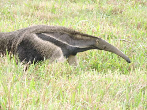 Image of Giant anteaters