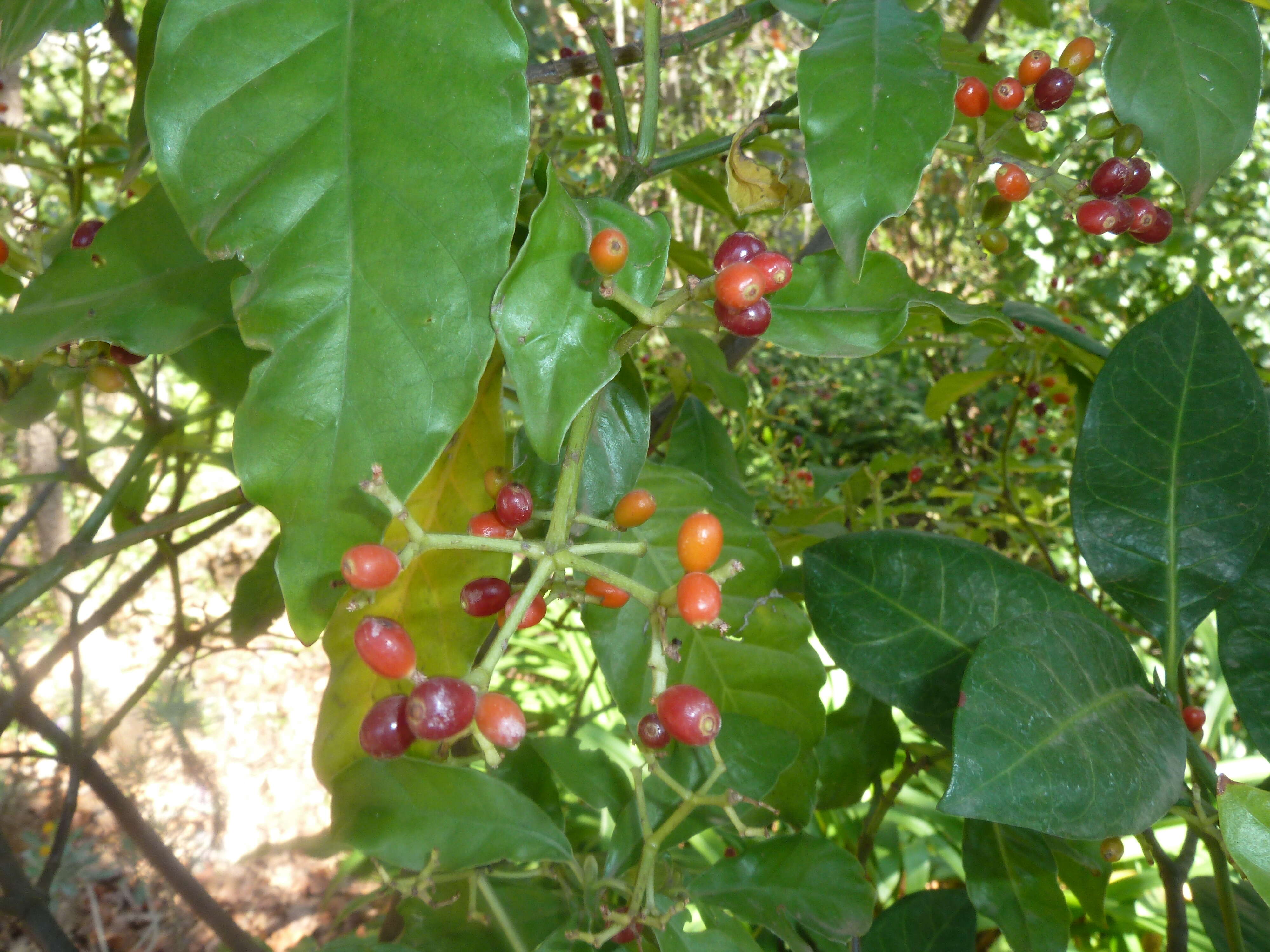 Plancia ëd Psychotria capensis (Eckl.) Vatke