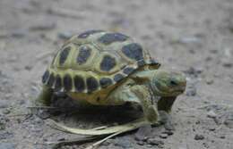 Plancia ëd Gopherus flavomarginatus Legler 1959