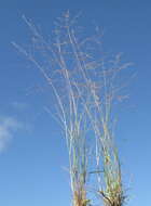 Image of smallflower lovegrass