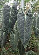 Image of Philodendron melanochrysum Linden & André