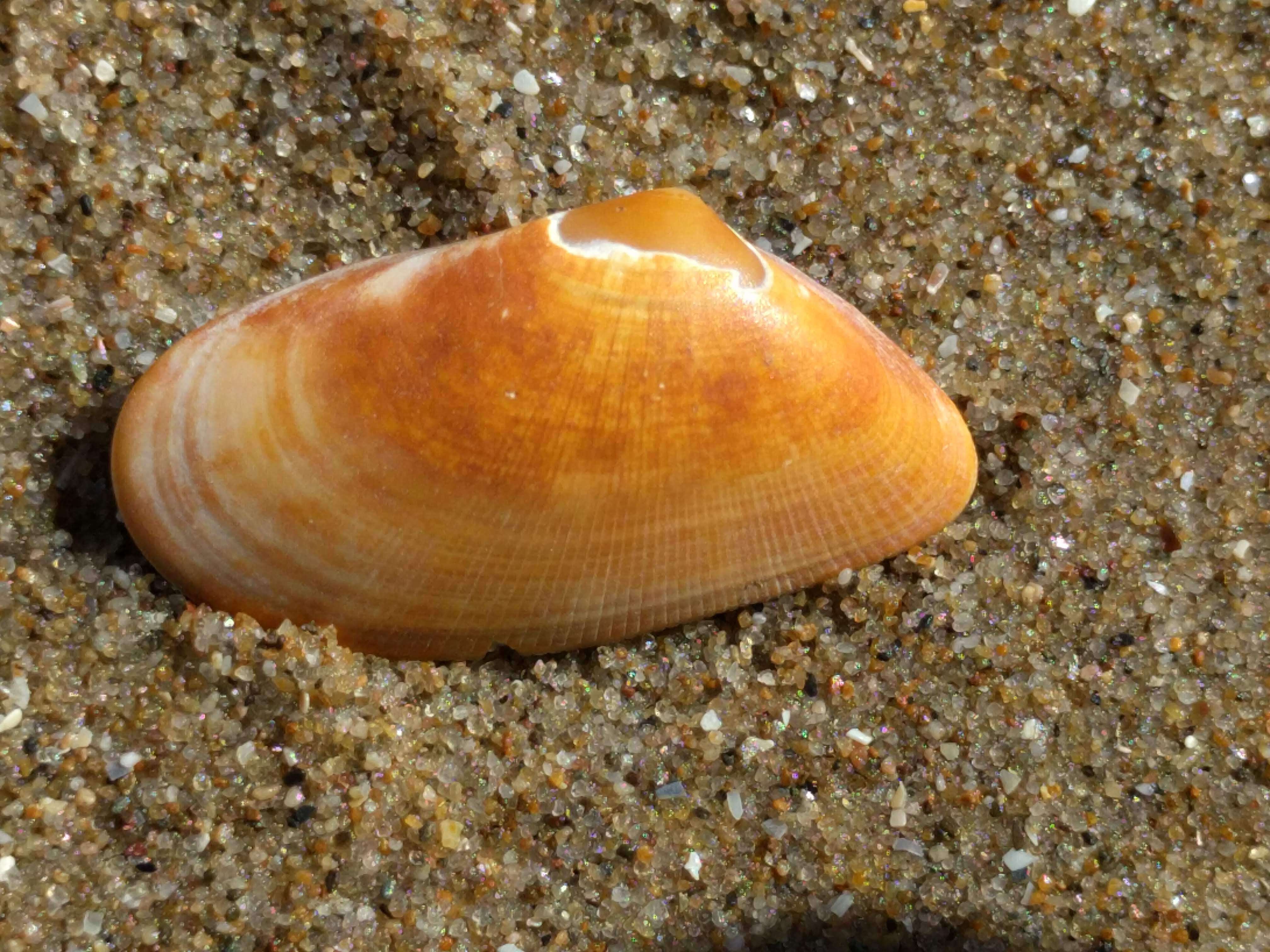 Image of Banded wedge shell