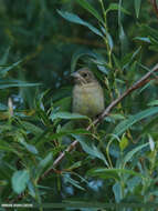 Image of Brown-headed Bunting