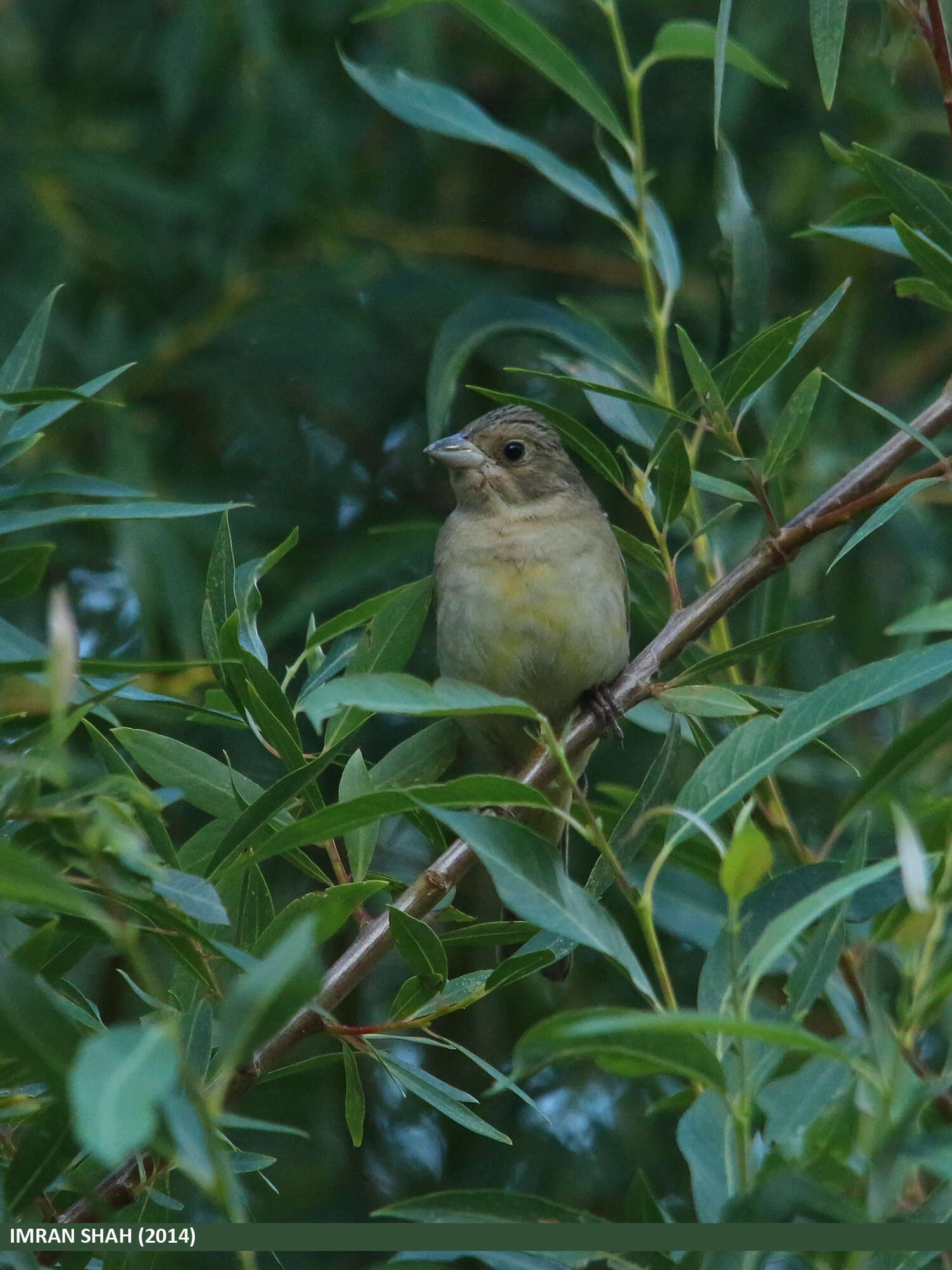 Image of Brown-headed Bunting