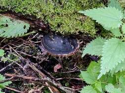 Phellinus igniarius (L.) Quél. 1886 resmi