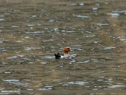 Image of Eurasian Wigeon