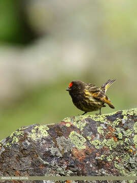 Image of Fire-fronted Serin