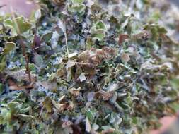 Image of Cladonia strepsilis