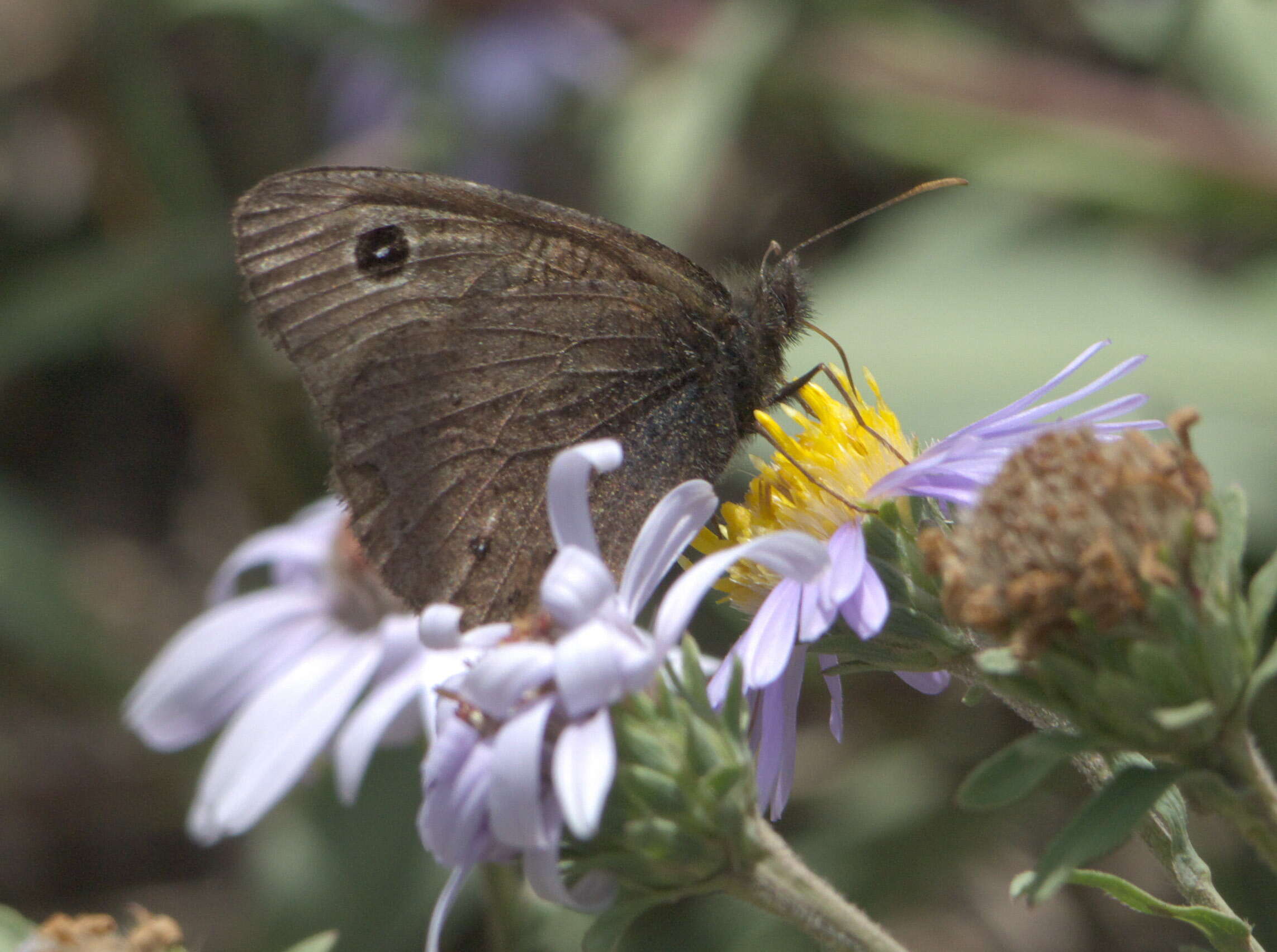 Image of Small Wood Nymph