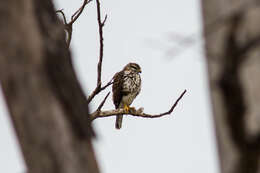 Image of Gray Hawk