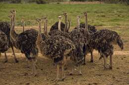 Image of ostriches