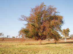 Image of tamarind