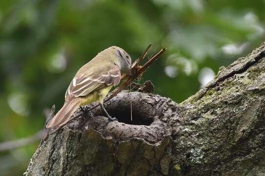 Image of Great Crested Flycatcher