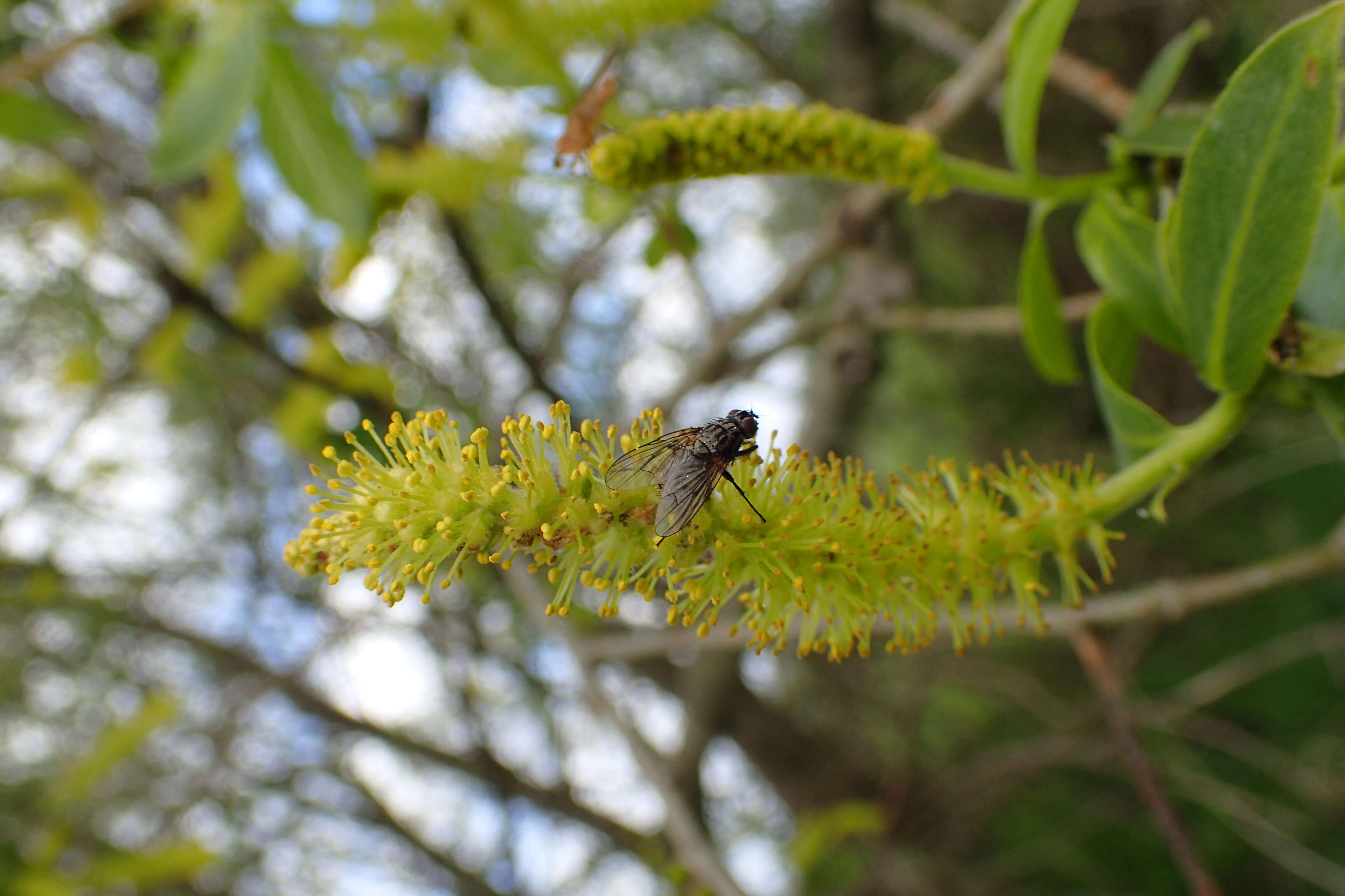 Image de Saule fragile