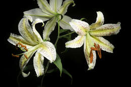 Lilium auratum Lindl. resmi