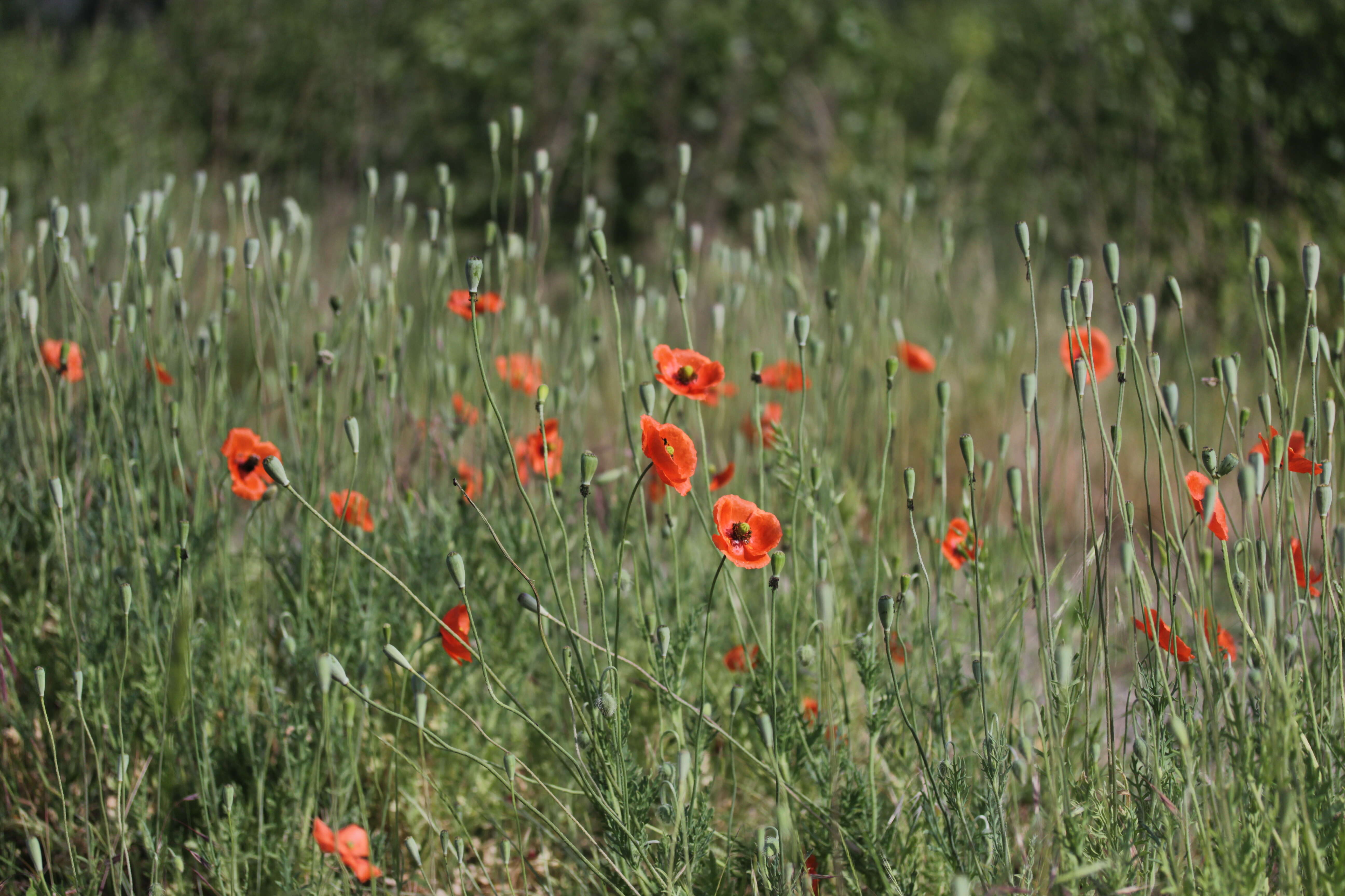 Image of Long-headed Poppy