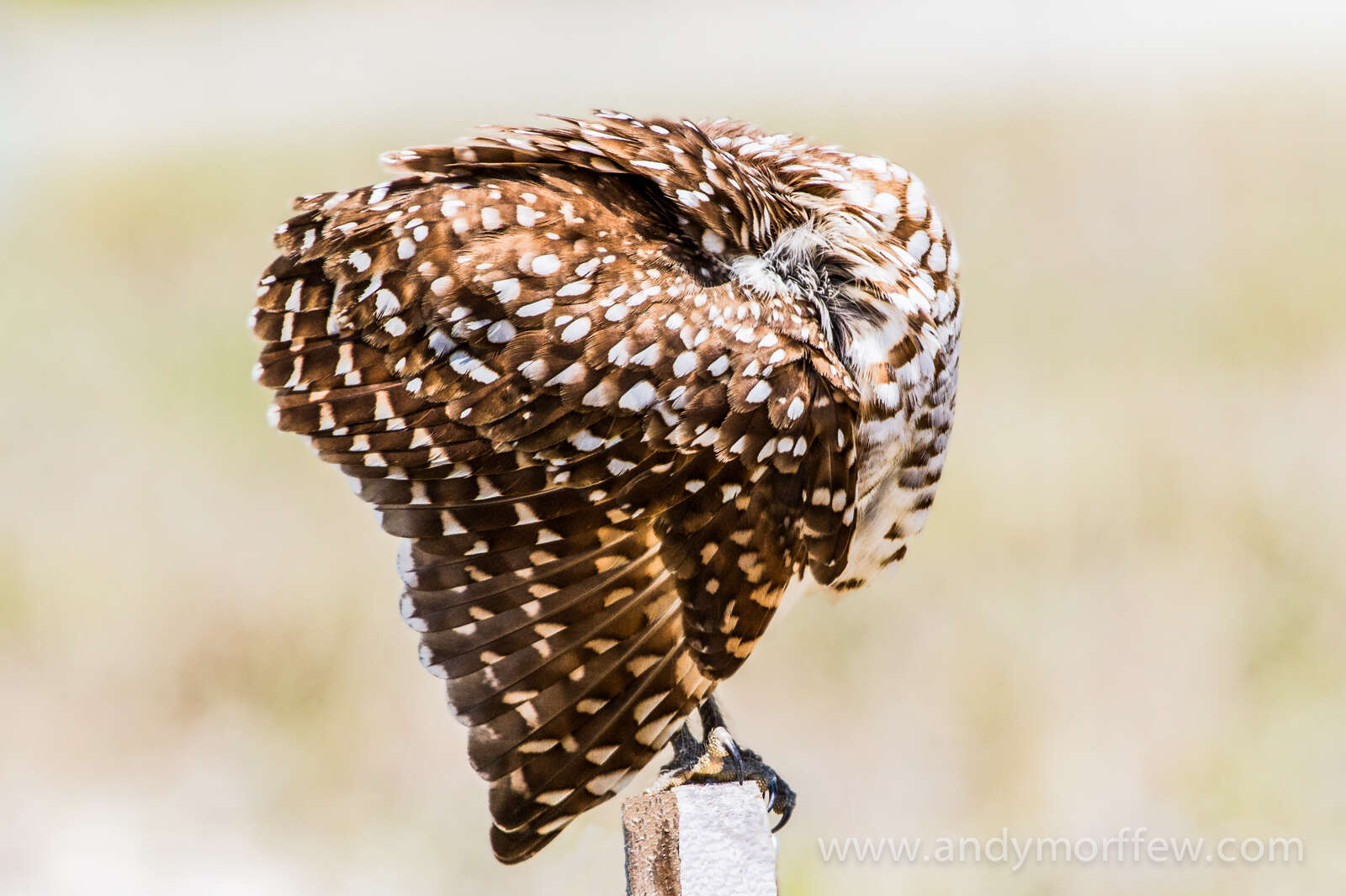 Image of Burrowing Owl