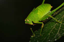 Image of Oblong-winged Katydid