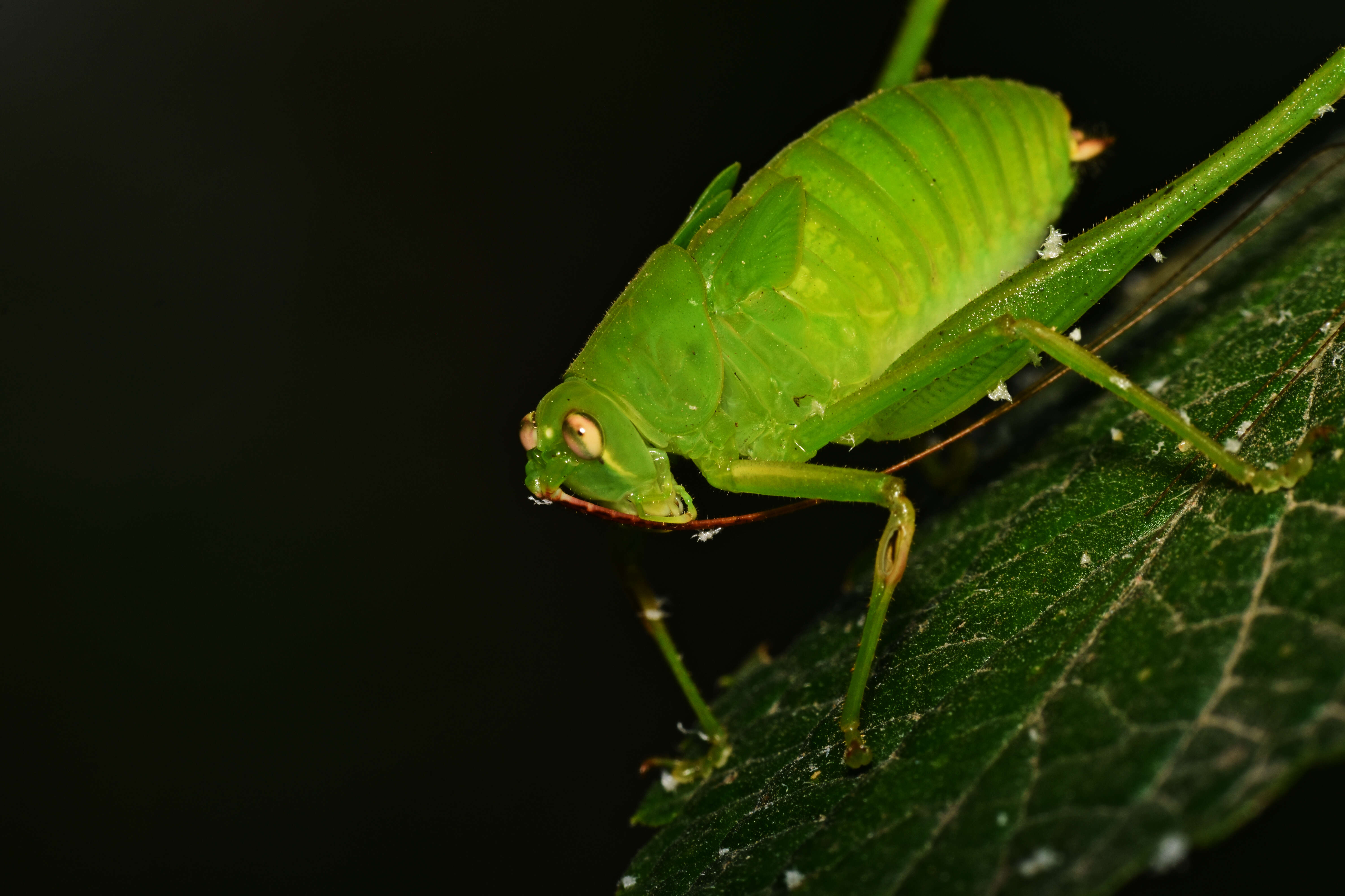 Image of Oblong-winged Katydid