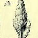 Image of Daphnella arcta (E. A. Smith 1884)