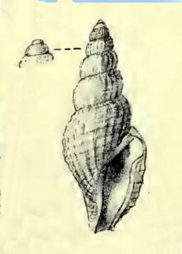 Imagem de Daphnella arcta (E. A. Smith 1884)