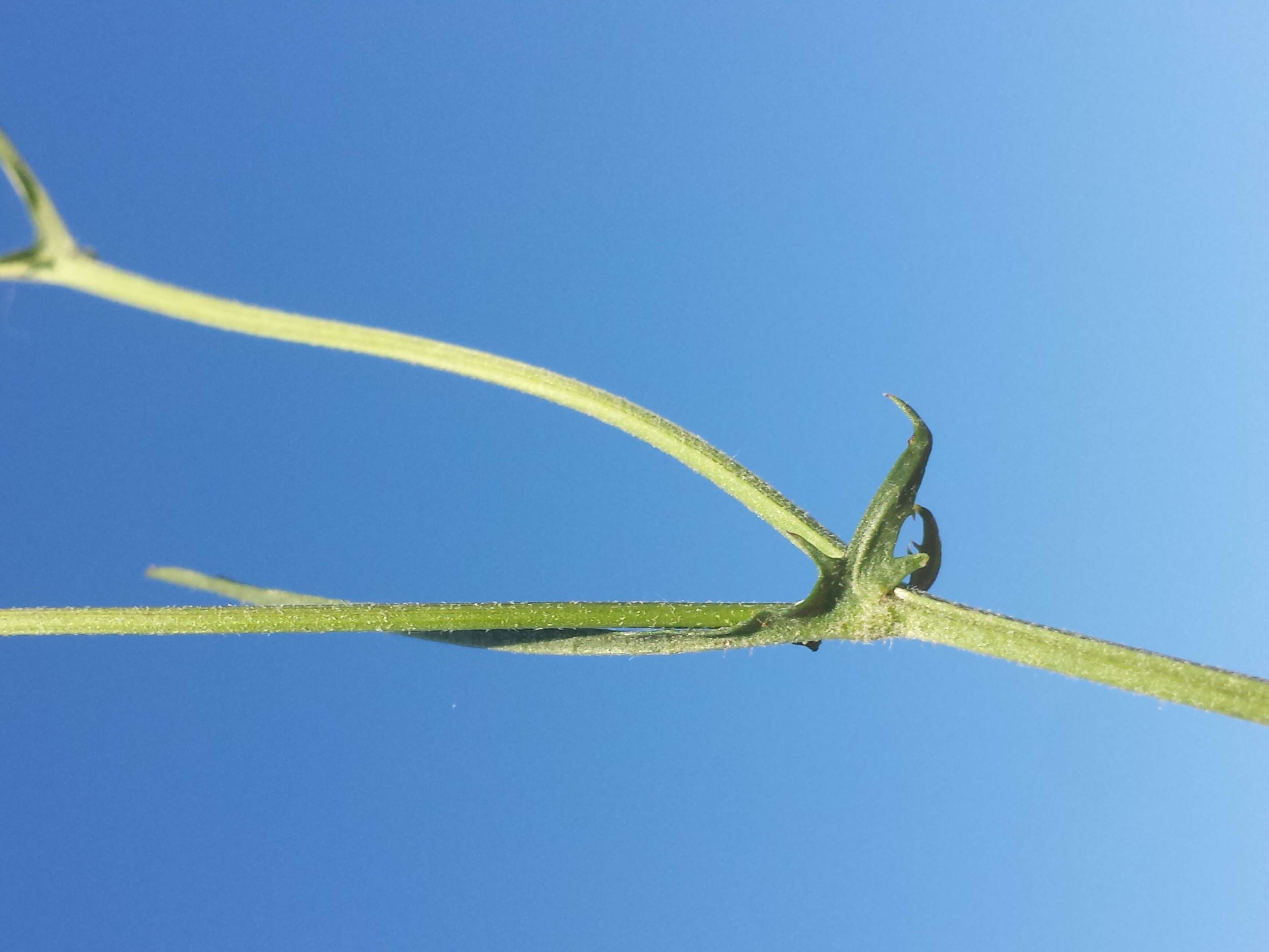 Image of smooth hawksbeard